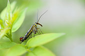 Common scorpion fly (Panorpa communis) male on a leaf, Auvergne, France