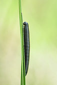 Millipede (Ommatoiulus sabulosus) on a blade of grass in a field, Drôme, France