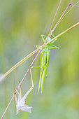Great green bush-cricket (Tettigonia viridissima) after emergence near its exuvia, Auvergne, France