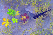 Speckled Salamander (Salamandra salamandra) larva in the evening in a small pond, Creuse, France