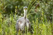 Great blue heron (Ardea herodias) hunting on a marsh covered with aquatic vegetation. La Mauricie National Park. Province of Quebec. Canada