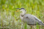 Great blue heron (Ardea herodias) swallowing a fish. La Mauricie National Park. Province of Quebec. Canada