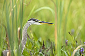 Great blue heron (Ardea herodias) hunting in a marsh covered with aquatic vegetation. La Mauricie National Park. Province of Quebec. Canada