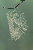 Dew-covered spider web at sunrise. La Mauricie National Park. Province of Quebec. Canada