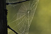 Dew-covered spider web at sunrise. La Mauricie National Park. Province of Quebec. Canada