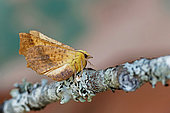 Canary-shouldered thorn (Ennomos alniaria), moth on wood, side view, Lot et Garonne, France.