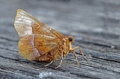 Purple Thorn (Selenia tetralunaria), Moth on wood, side view, Gers, France.