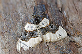 Purple bar (Cosmorhoe ocellata) moth on wood, top view, Gers, France.