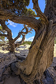 Very old Maritmie juniper (Juniperus oxycedrus subsp. macrocarpa), Plage d'Erbaju, Corse du Sud, Corsica.