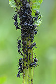 Black ants and their herd of aphids. Ants are fond of honeydew. They collect it directly from the aphid's abdomen, a process known as trophobiosis. When no honeydew arrives, they tap the aphid's abdomen with their antennae. By trophallaxis, they then share it with the other workers.