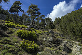 Corsican hellebores (Helleborus argutifolius) and Corsican pines in the Restonica gorges in Corsica.