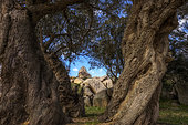 Hundred-year-old olive trees in front of the Trinité hermitage, near Bonifacio. A famous site, built on a remarkable granite chaos. South Corsica