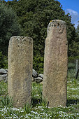 Alignment of statue-menhirs at I Stantari. Cauria megalithic site, located in the commune of Sartène in southern Corsica. The site was occupied from the Early Neolithic to the end of the Bronze Age. Some ten statue-menhirs can be seen in two alignments, on which reliefs (swords, belts, loincloths, faces, arms and hands) can be distinguished.