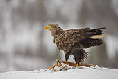 White-tailed eagle (Haliaeetus albicilla) feeding on a fox in the snow, Flatanger, Norwegian Sea, Norway