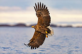White-tailed eagle (Haliaeetus albicilla) in flight, Flatanger, Norwegian Sea, Norway