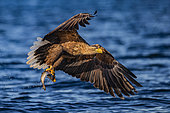 White-tailed eagle (Haliaeetus albicilla) in flight with a fish, Flatanger, Norwegian Sea, Norway