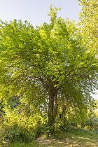Osage orange, Maclura pomifera
