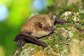 Geoffroy's bat (Myotis emarginatus) on trunk, Drome, France