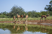 Small group of Common Impala (Aepyceros melampus) drinking at waterhole in Kruger National park, South Africa