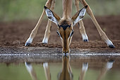 Common Impala (Aepyceros melampus) portrait drinking front view with reflection in Kruger National park, South Africa