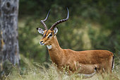 Common Impala (Aepyceros melampus) horned male portrait in Kruger National park, South Africa