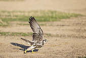 Lanner Falcon ( Falco biarmicus). Flying off. Kalahari Desert, Kgalagadi Transfrontier Park, South Africa.
