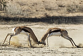 Springbok (Antidorcas marsupialis). Fighting males. Kalahari Desert, Kgalagadi Transfrontier Park, South Africa.
