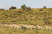 Springbok (Antidorcas marsupialis). Herd. Kalahari Desert, Kgalagadi Transfrontier Park, South Africa.