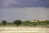 Springbok (Antidorcas marsupialis). Roaming in the dry bed of the Nossob river. With an approaching thunderstorm during the rainy season. Kalahari Desert, Kgalagadi Transfrontier Park, South Africa.