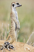 Suricate (Suricata suricatta). Also called Meerkat. Female with two young at their burrow. On the lookout. Kalahari Desert, Kgalagadi Transfrontier Park, South Africa.