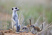 Suricate (Suricata suricatta). Also called Meerkat. Female with two playful young at their burrow. On the lookout. Kalahari Desert, Kgalagadi Transfrontier Park, South Africa.