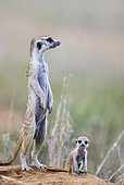 Suricate (Suricata suricatta). Also called Meerkat. Female with young at their burrow. On the lookout. Kalahari Desert, Kgalagadi Transfrontier Park, South Africa.