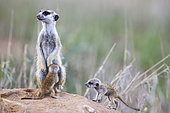 Suricate (Suricata suricatta). Also called Meerkat. Female with two young at their burrow. One young is suckling. On the lookout. Kalahari Desert, Kgalagadi Transfrontier Park, South Africa.