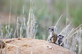 Suricate (Suricata suricatta). Also called Meerkat. Two young at their burrow. Kalahari Desert, Kgalagadi Transfrontier Park, South Africa.