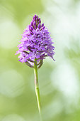 Inflorescence of Pyramidal Orchid (Anacamptis pyramidalis) on a limestone hillside, Auvergne, France