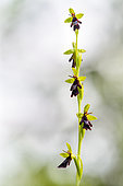Flowering spike of Fly orchid (Ophrys insectifera) in low angle, Auvergne, France