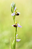 Flowering spike of Bee orchid (Ophrys apifera), bicolor form, Auvergne, France