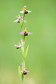 Aurita-shaped flowering spike of Bee orchid (Ophrys apifera), Auvergne, France