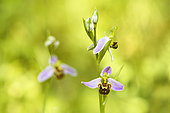 Bee Orchid (Ophrys apifera) flowers in late spring, Auvergne, France