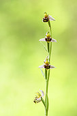 Juvenile Mediterranean katydid (Phaneroptera nana) on a flowering spike of Bee Orchid (Ophrys apifera), Auvergne, France