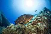 Dusky grouper (Epinephelus marginatus), protected species, Punta Palazzu site in the Scandola Marine Nature Reserve, Parc Naturel Régional de Corse
