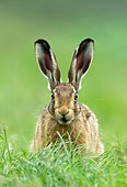 Brown hare (Lepus europaeus) standing in a meadow, England