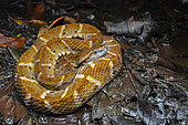 Common Lancehead (Bothrops atrox) Stalking - French Guiana.