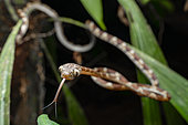 Blunt-headed treesnake (Imantodes cenchoa) - Kaw Mountain. French Guiana