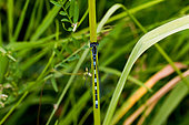 Southern Damselfly (Coenagrion mercuriale) on a leaf, Sologne, France