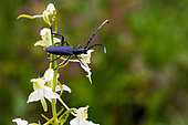 Capricornbeetle (Cerambyx scopolii) on an Orchid, Charente, France