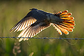 Cuckoo (Cuculus canorus) in flight, England