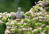 Cuckoo (Cuculus canorus) perched in an hawthorn tree, England