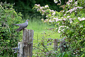 Cuckoo (Cuculus canorus) perched on a gate post, England