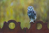 Little owl (Athena noctua) perched on a roof, England